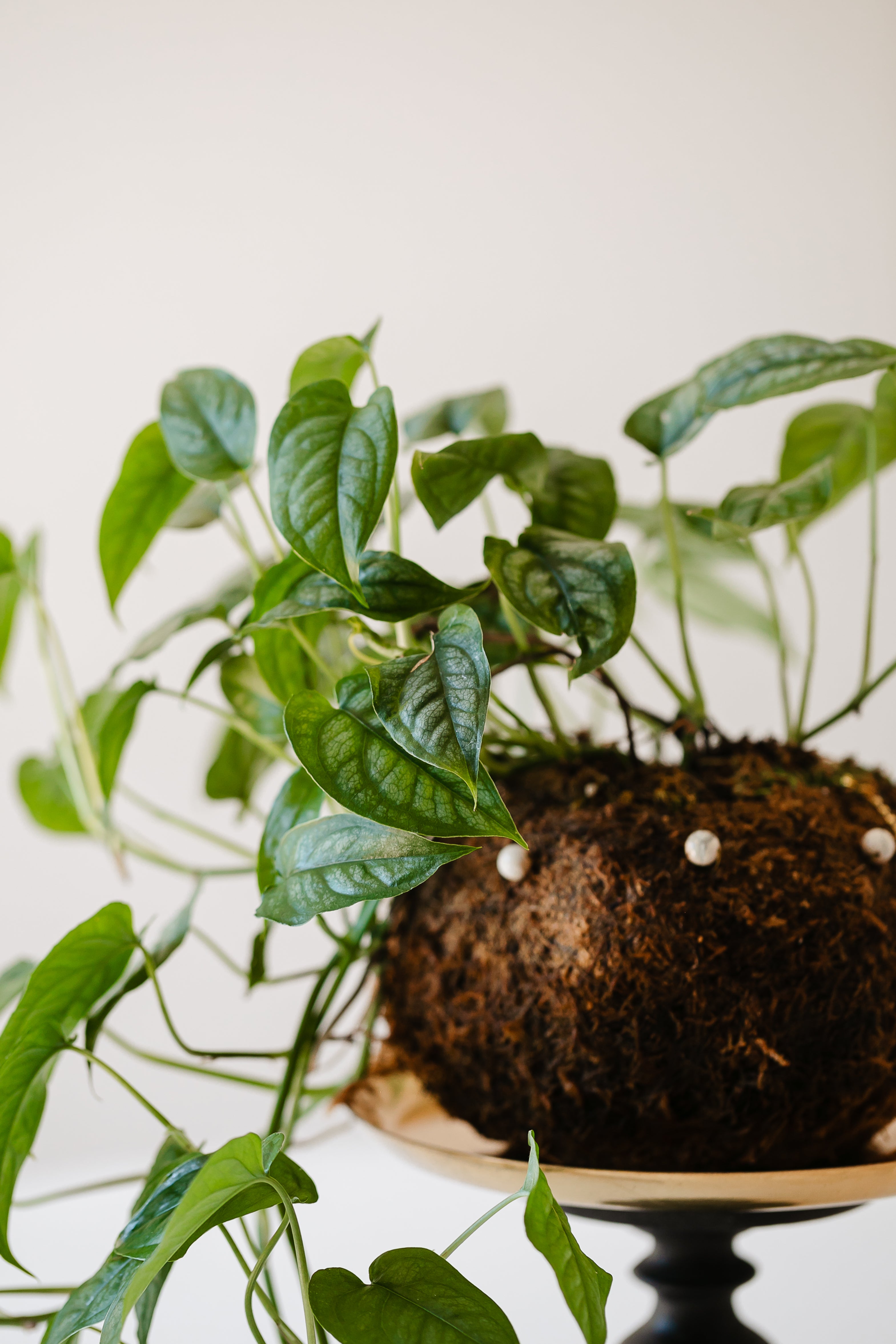 Bitty Baby® - Plants