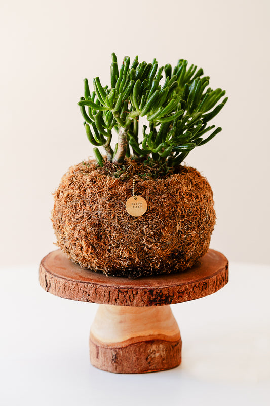 Bitty Baby® - Succulents