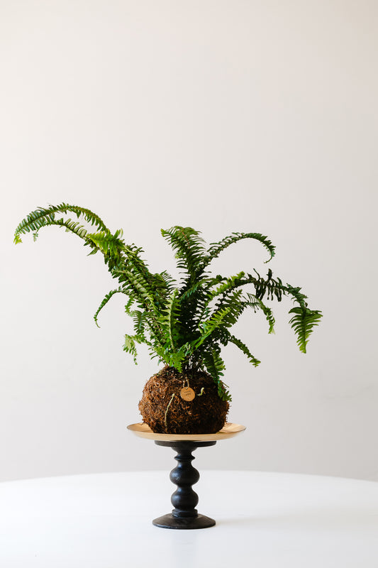 Bitty Baby® - Ferns