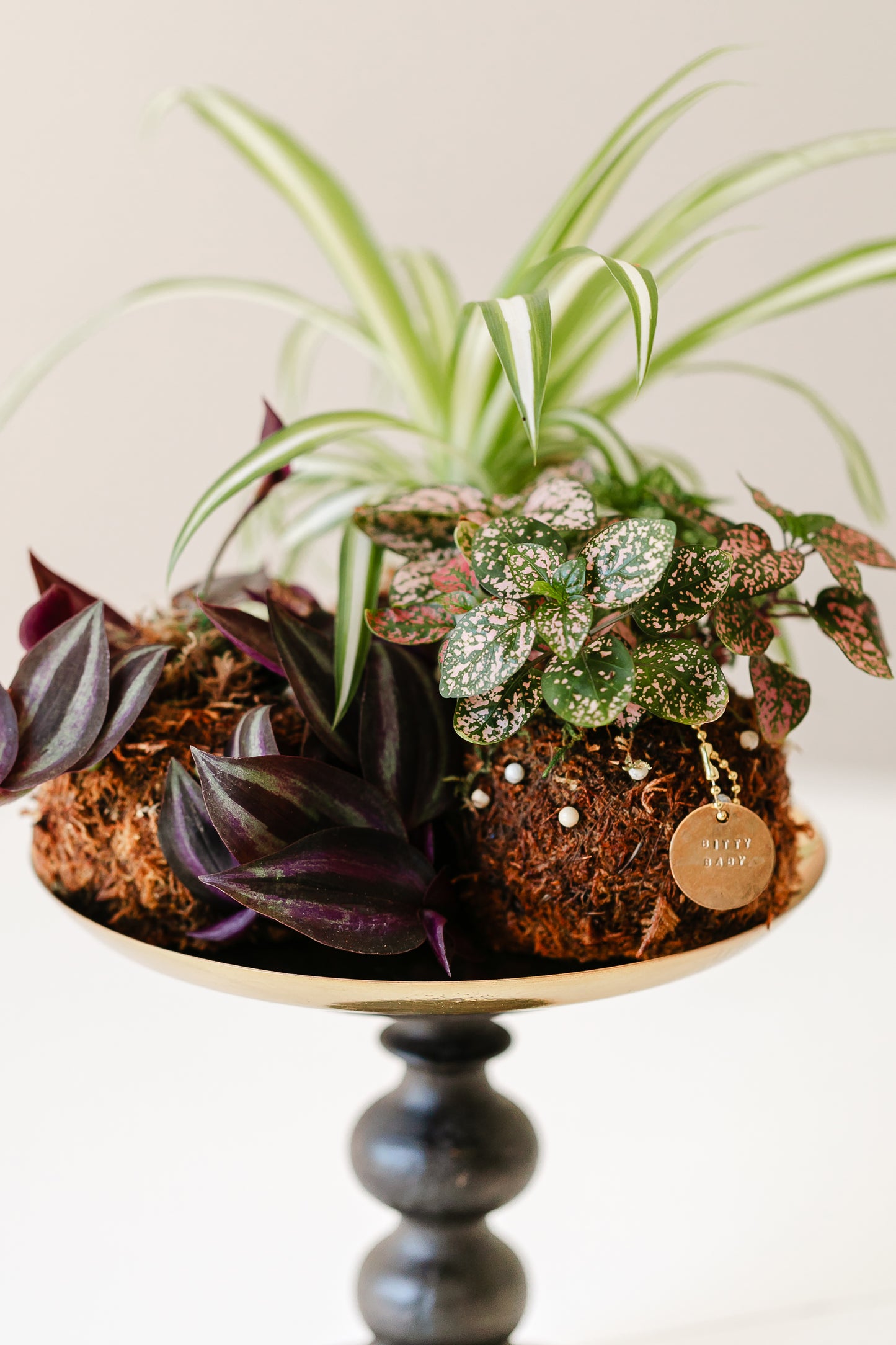 Bitty Baby® - Plants