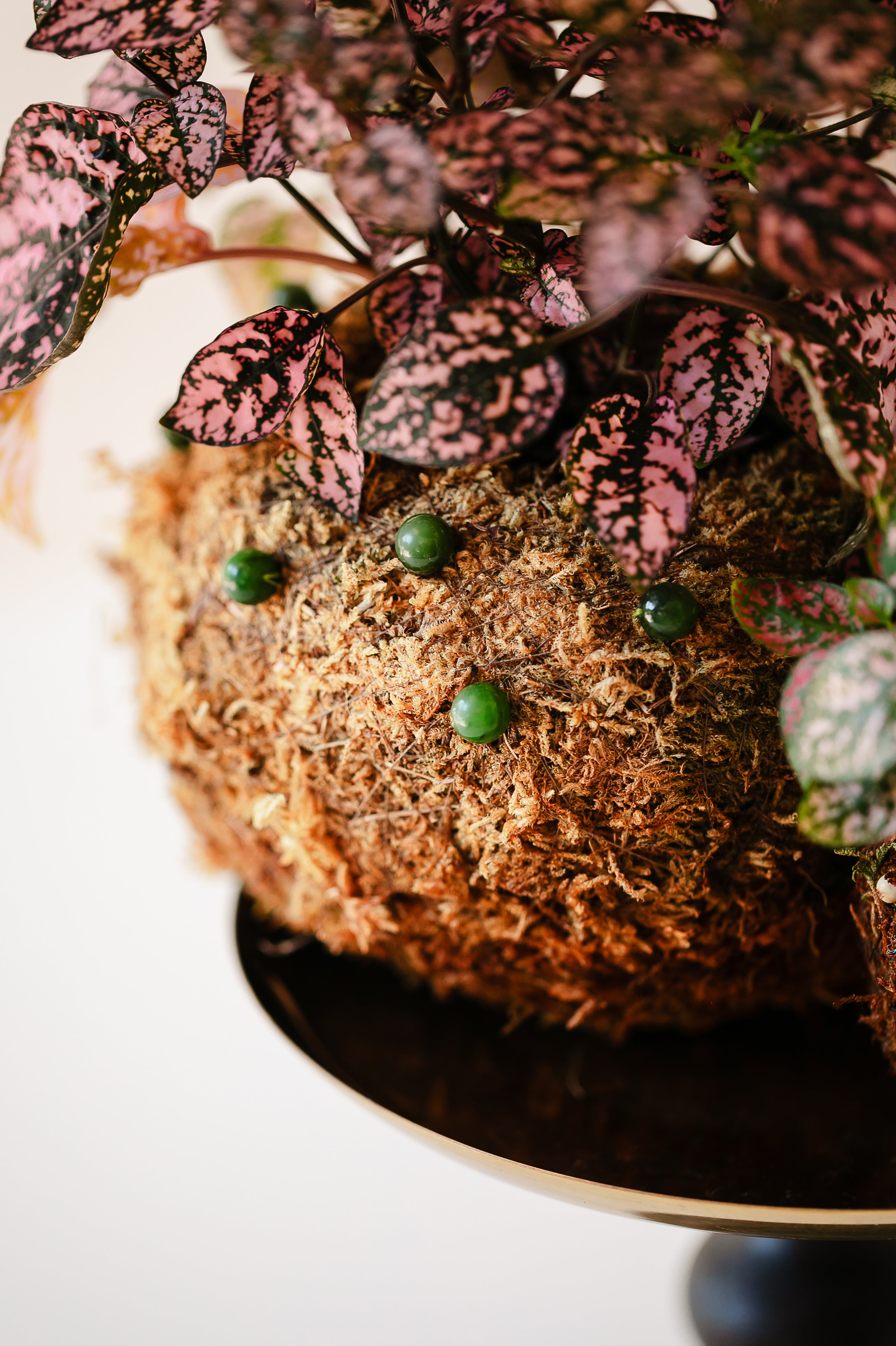 Bitty Baby® - Plants