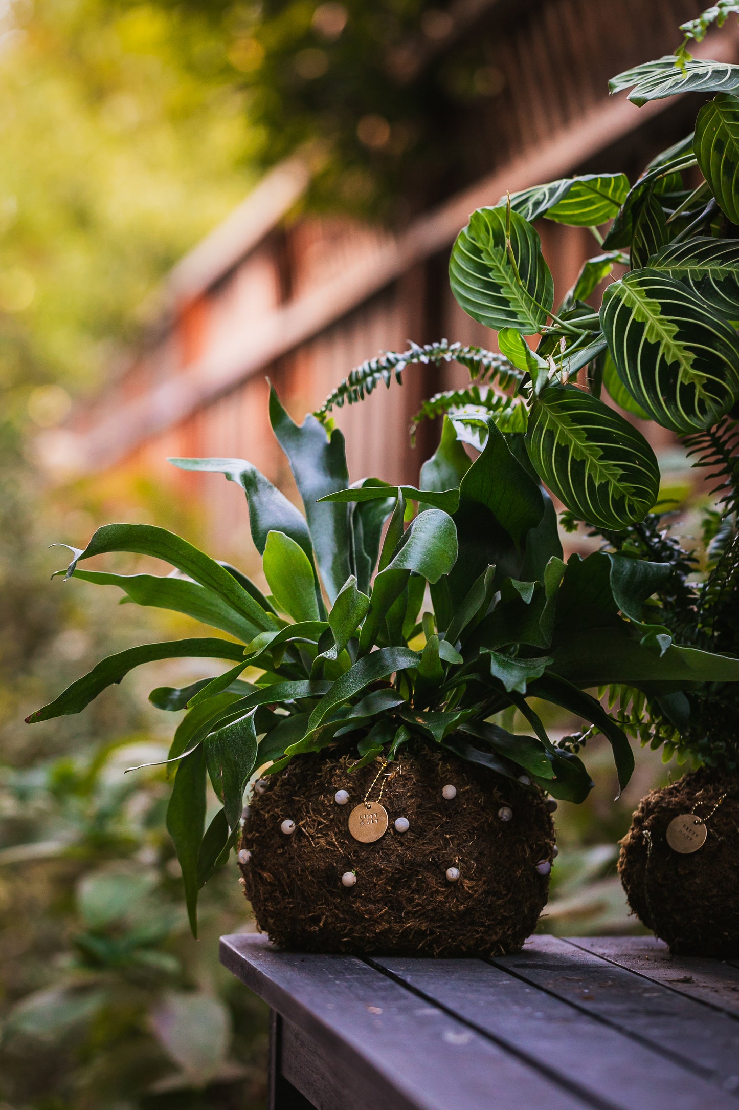 Bitty Baby® - Plants