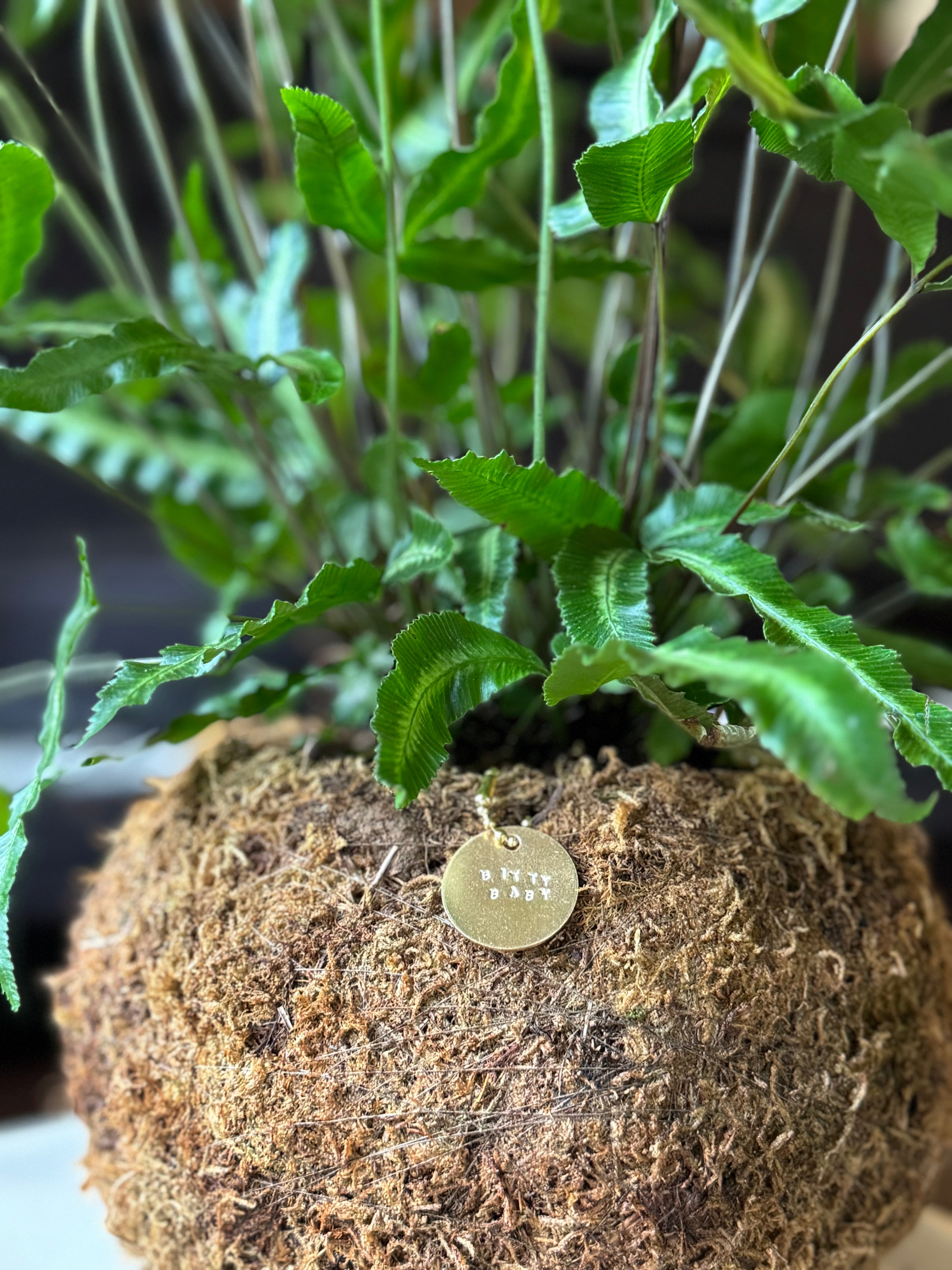 Bitty Baby® - Plants