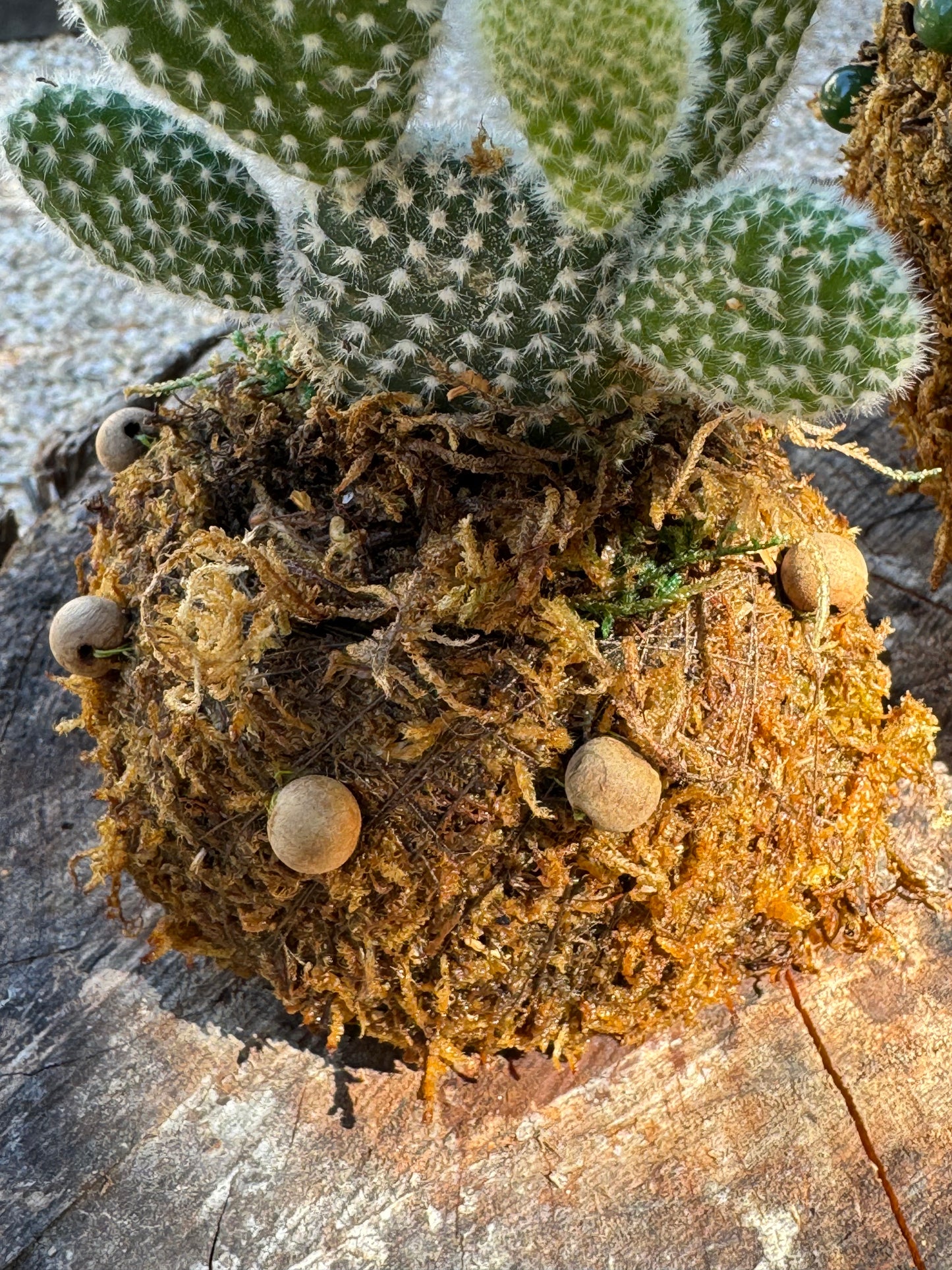 Bitty Baby® - Plants