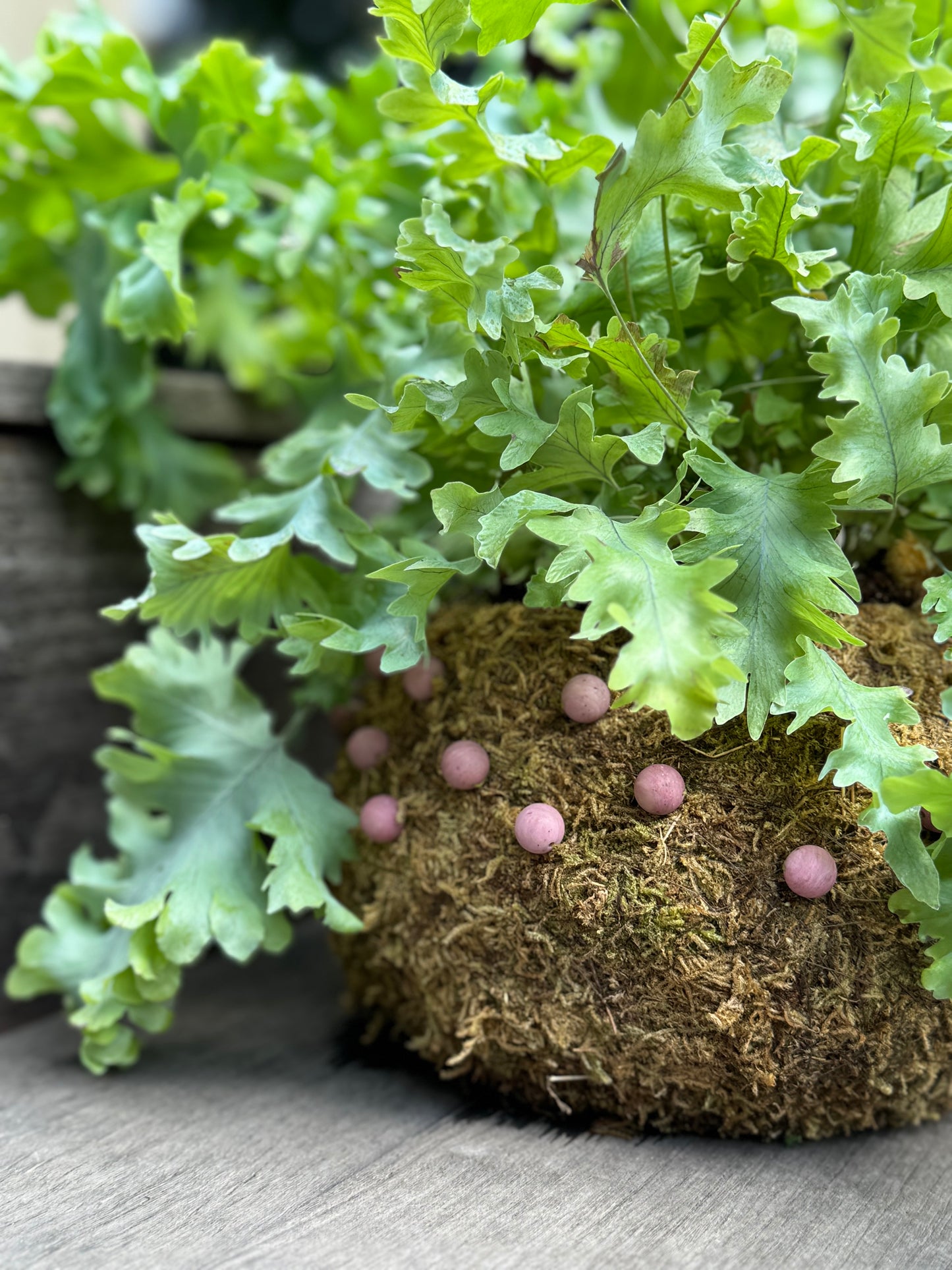 Bitty Baby® - Plants