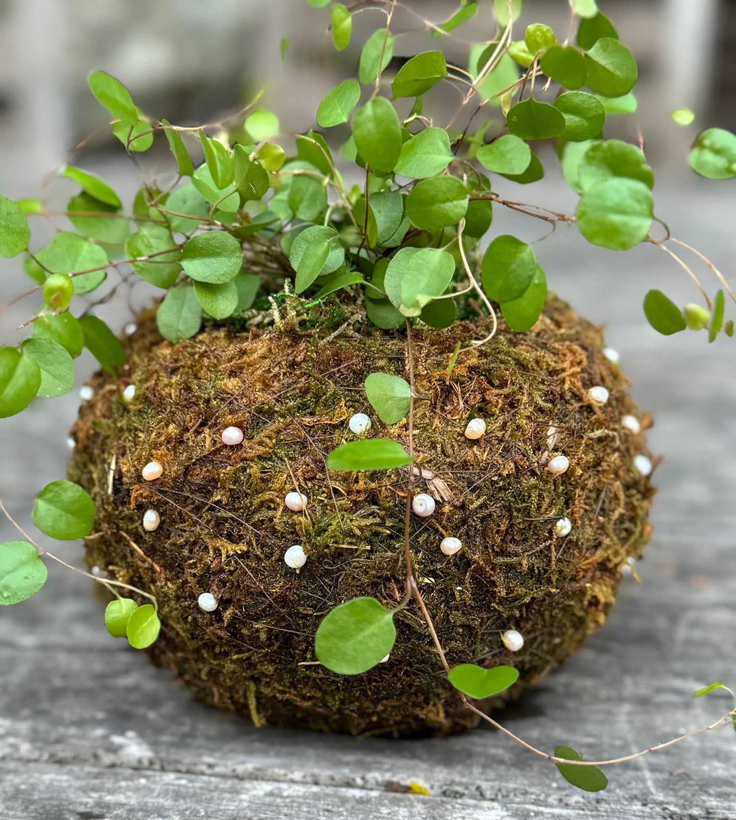 Bitty Baby® - Plants