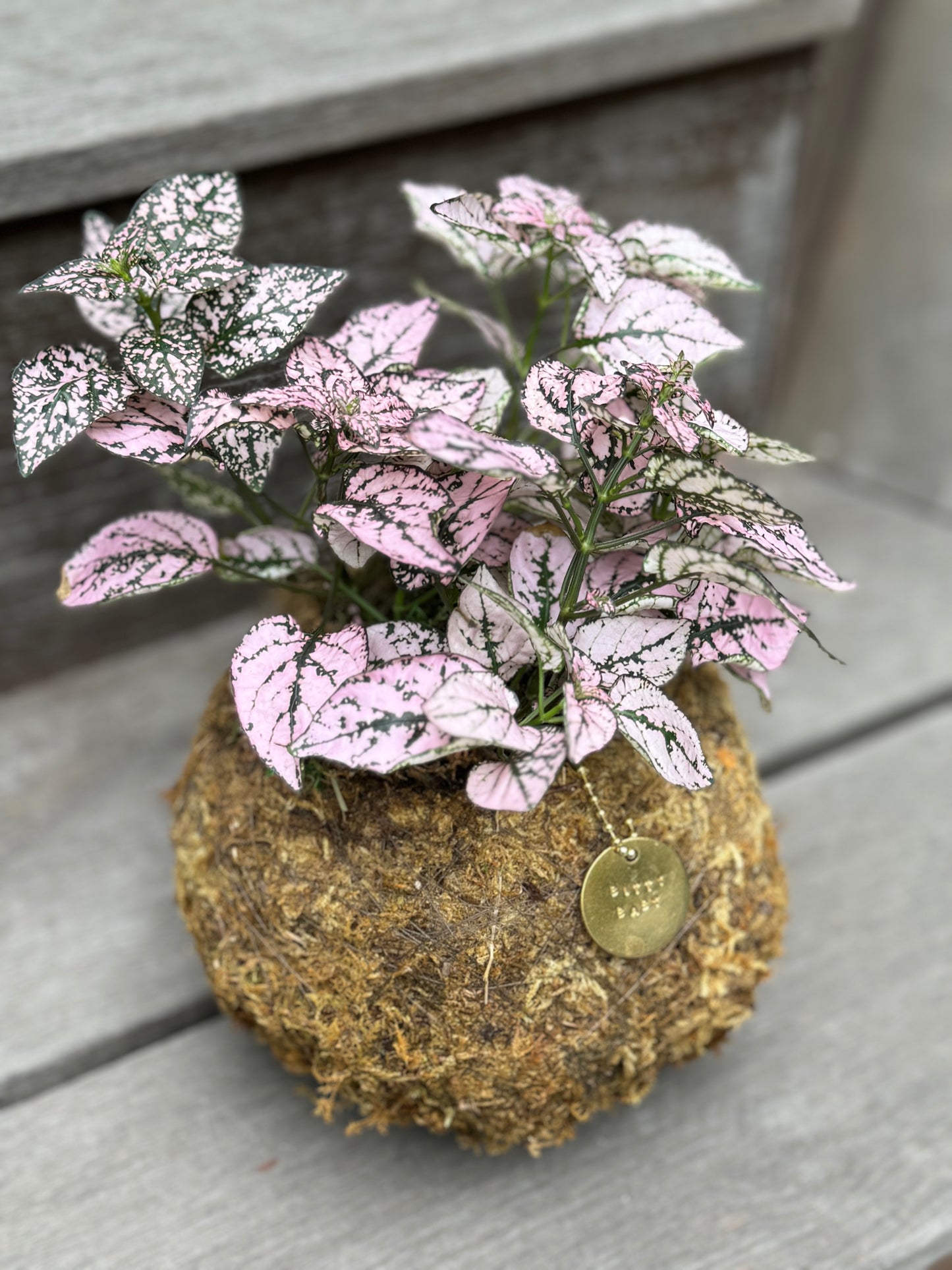 Bitty Baby® - Plants