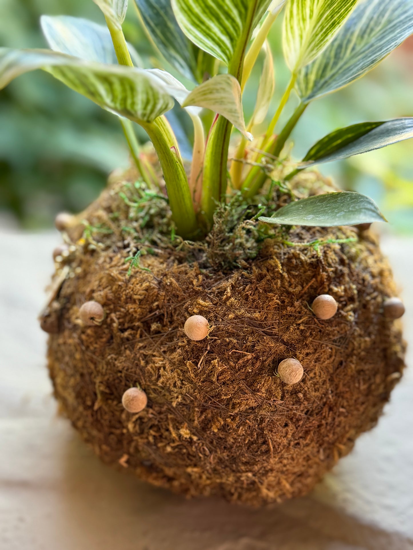 Bitty Baby® - Plants