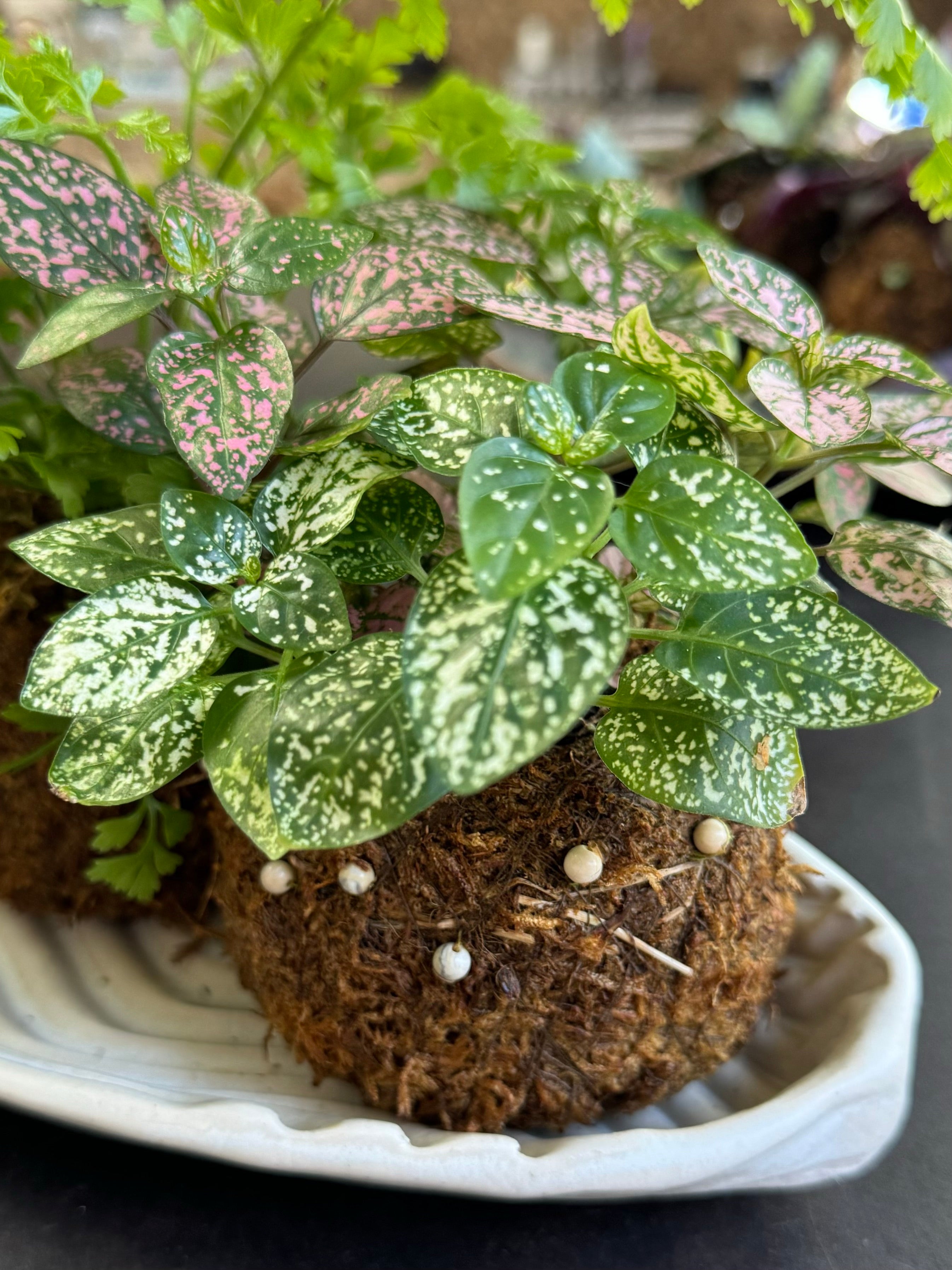 Bitty Baby® - Plants