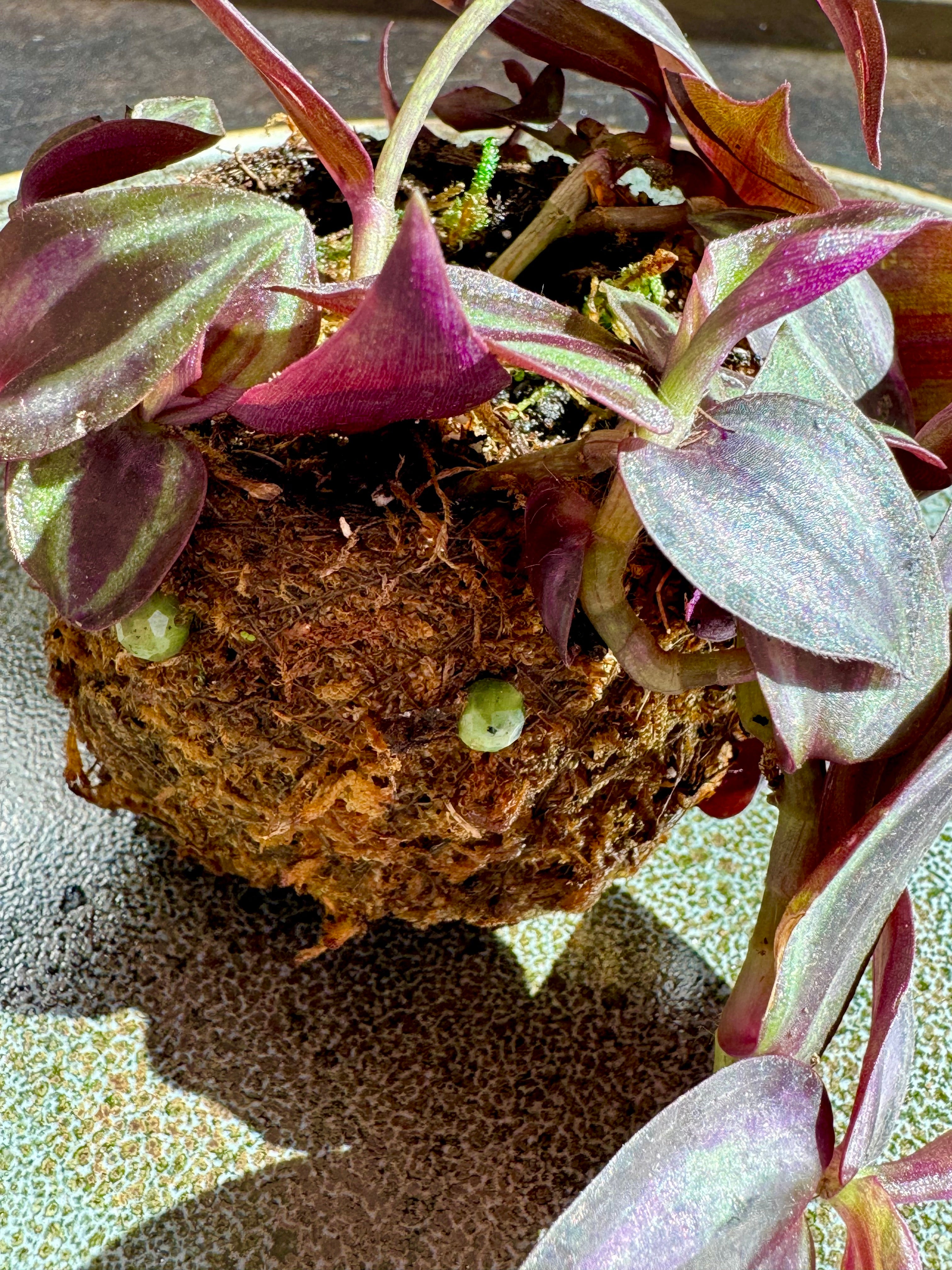 Bitty Baby® - Plants