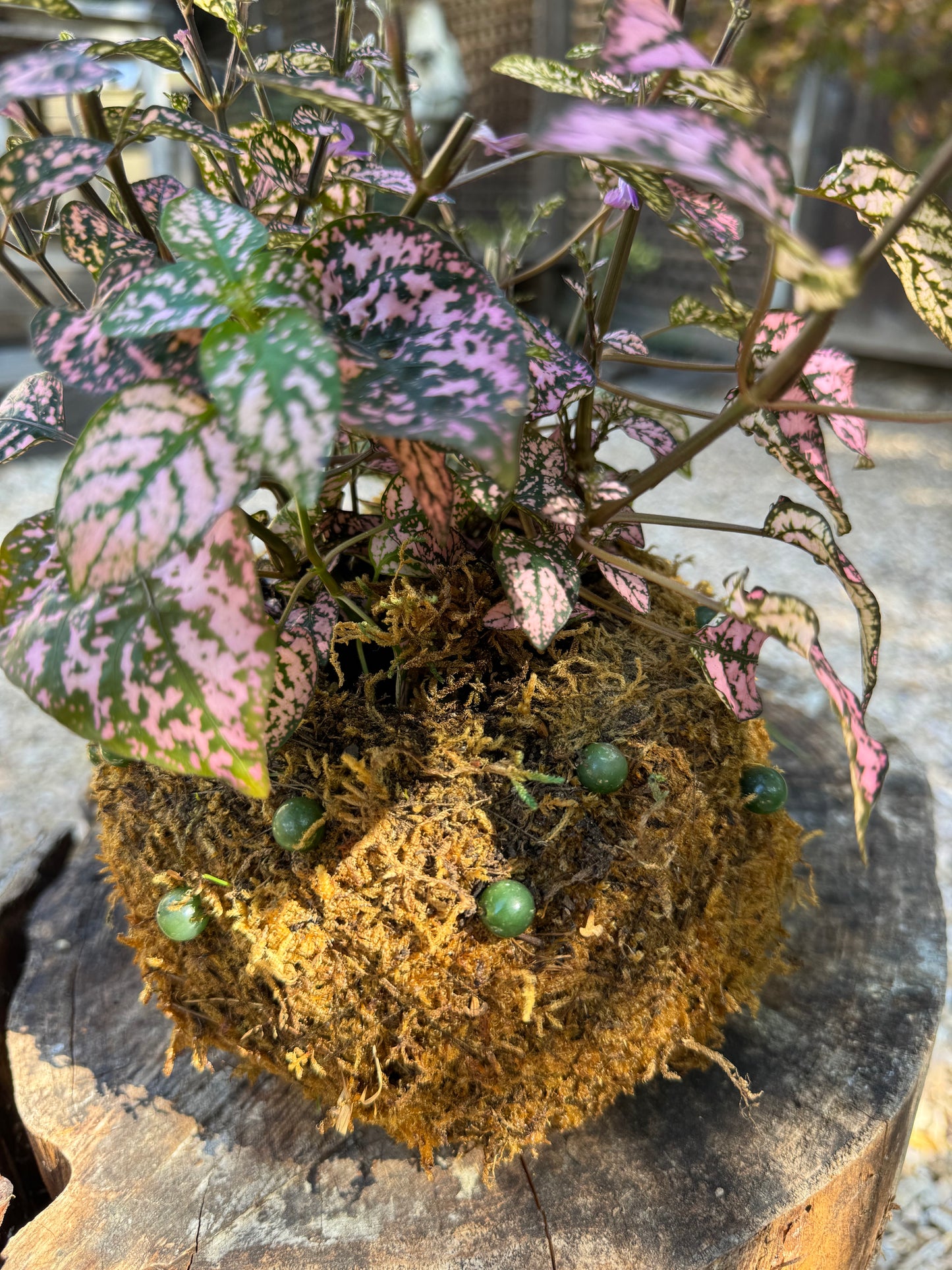 Bitty Baby® - Plants